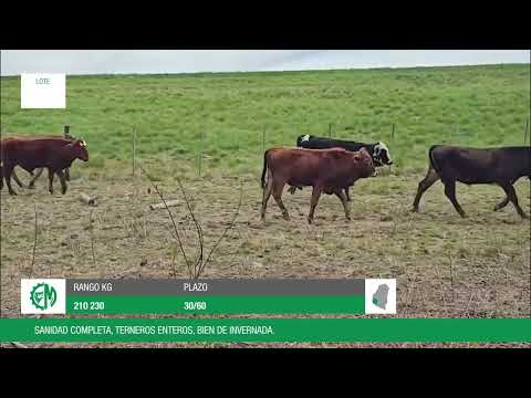 Lote 5c0dd0b2-c607-43f1-97f3-8ee28d41702b
