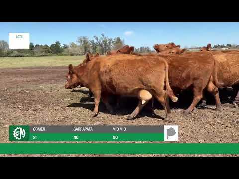 Lote 642cb2d8-dfcf-480f-9b6d-0e40d3e7d411