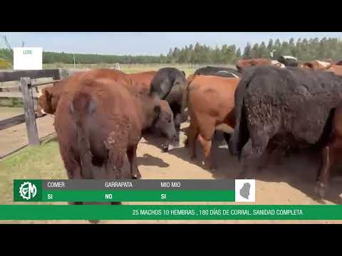 Lote e7b20956-83af-41bb-8a77-4b53147de1dd